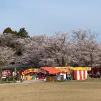 桜とチューリップ