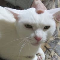 ひとまず安心にゃ
