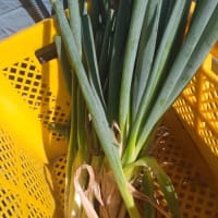 草の大群