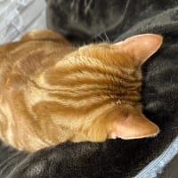 苦しく無いのかな？