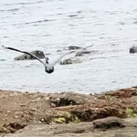 04/24探鳥記録写真-2：狩尾岬の鳥たち（クロサギの飛翔、アオサギの飛翔、ウミアイサ♀、ウミウ、）