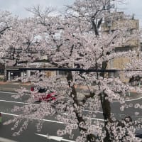 朝撮れさくら