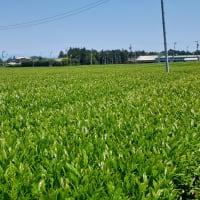 ２０２４年新茶　緑茶は収穫&製造は終了しました！