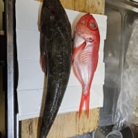娘、魚をさばく練習