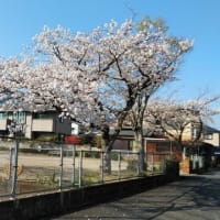 チコさんさくら桜と桜草
