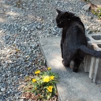 ゆっくりと春へ。
