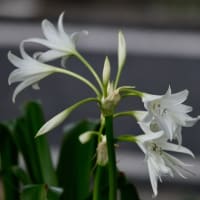 お写んぽ＊７月・夏の歌〜④