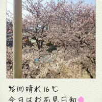 4月8日、今日はお花見日和☆