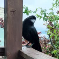 カラスとインコ