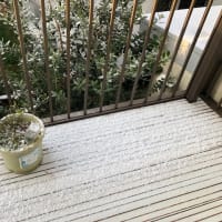 季節外れの雪景色