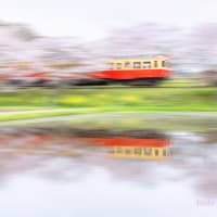 小湊鐡道にて桜と電車の流し撮り挑戦