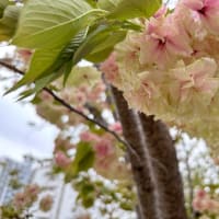 たんぽぽの会お花見