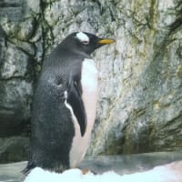 何ペンギンのヒナ？　２