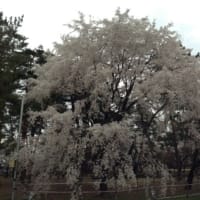 敷島公園（前橋）の桜2014
