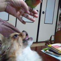 木の実とムク