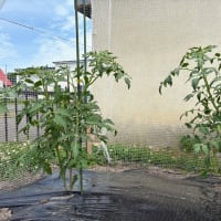 成長が楽しみだなぁ