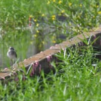 タカブシギ、ツバメ