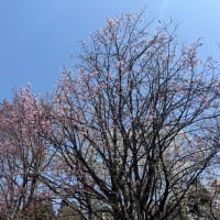 山菜シーズインとご挨拶