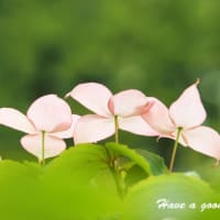 風が吹けば
