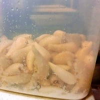 今年は塩漬けで(^^)v　　～らっきよう漬け　2025～