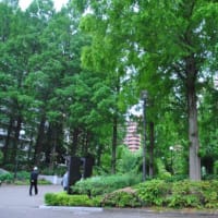 光が丘四季の香ローズガーデンのシンボルローズ　四季の香　　　6