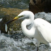 ダイサギの捕食