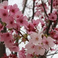 福岡市、桜3分咲き