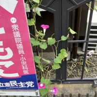 我が家の朝顔が大分咲いてきた