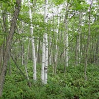 涼を求めて乗鞍高原。善五郎の滝で水しぶきを浴び、カフェ「ふきのとう」でお茶タイム。