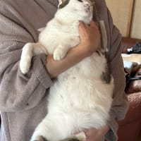 たすけの歌