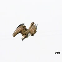 05/25探鳥記録写真（5月中旬に出会った鳥たち：オバシギ、チュウシャクシギ、キアシシギ、ガビチョウ、ウグイス、ホオジロ、ミサゴの狩ほか）