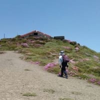 高千穂峰－二子石（霧島山系）のミヤマキリシマ