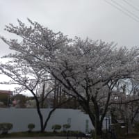 津城と津偕楽公園の桜