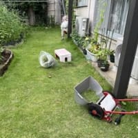 夏の雑草取り