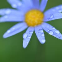雨上がりの庭の花