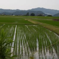 2025年06月27日　コウノトリ目撃情報