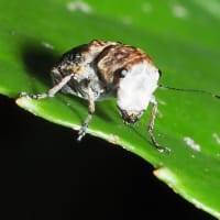 エゴヒゲナガゾウムシ　♀