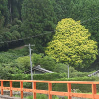 恩原高原スキー場のニッコウキスゲ