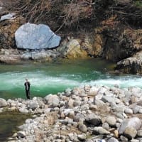 みちのくの春２０２５ (５) 飯豊町水没林＆小国町雪さくら