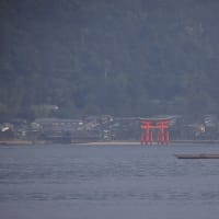 八朔の収穫