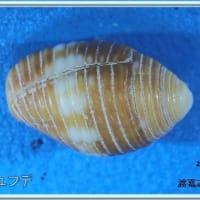 マユフデ