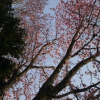 桜が咲いてました