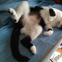 飲まないだけに痛み倍増