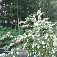 片喰（カタバミ）と大手毬（オオデマリ）