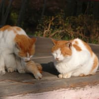 明日は明日の風が吹く・・気ままな生活も良いところかも？