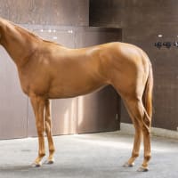 ラプランセス　ゲート試験に合格！