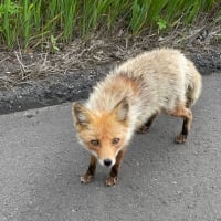 ドライブ中にキツネさん🦊