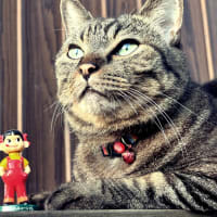 我が家の愛猫　茶々姫