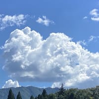 ブルーベリーの木が狙われている