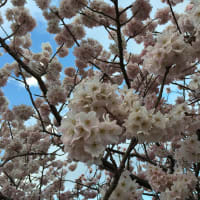 春木径　南足柄春めき桜　満開3月19日